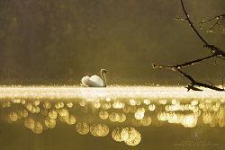 Labuť velká, Mute Swan, Cygnus olor