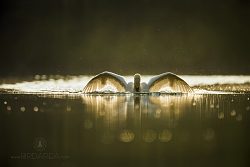 Labuť velká, Mute Swan, Cygnus olor