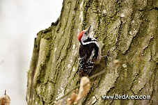 Middle Spotted Woodpecker, Dendrocoptes medius