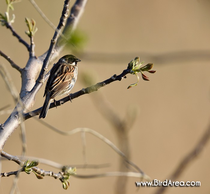 Strnad rákosní, Emberiza schoeniclus