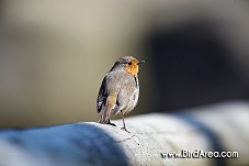 European Robin, Erithacus rubecula