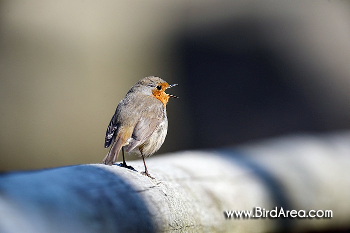 Červenka obecná, Erithacus rubecula