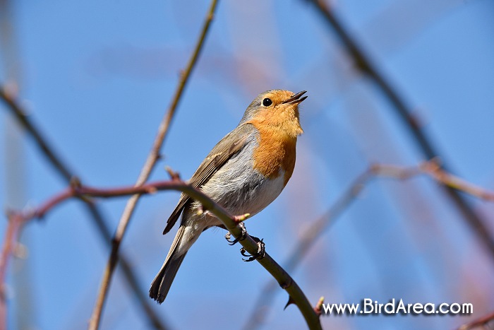 European Robin, Erithacus rubecula