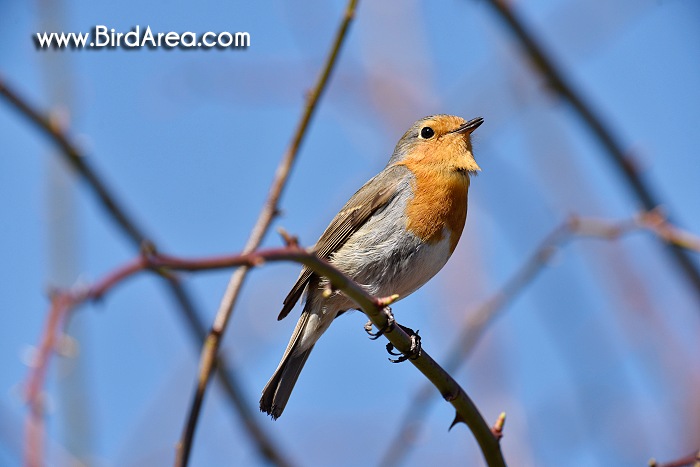 Červenka obecná, Erithacus rubecula