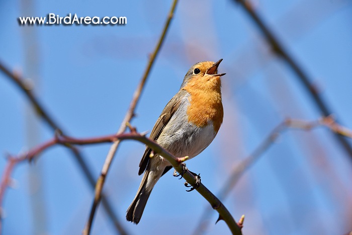 Červenka obecná, Erithacus rubecula