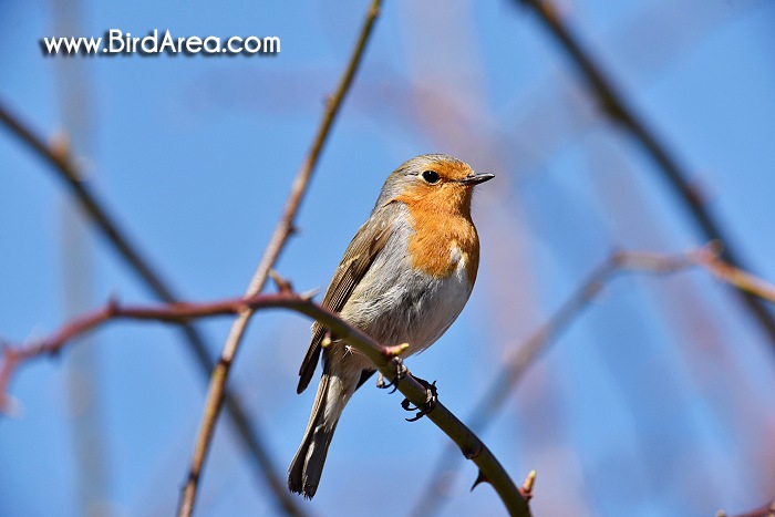 European Robin, Erithacus rubecula