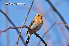 European Robin, Erithacus rubecula