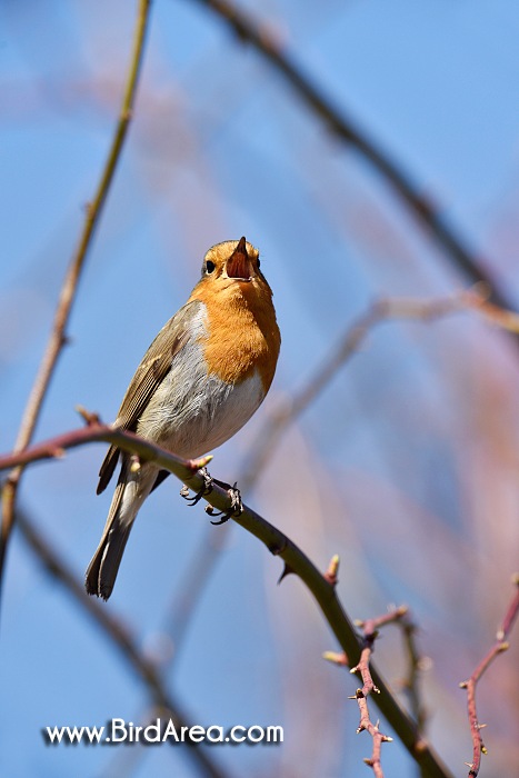 European Robin, Erithacus rubecula