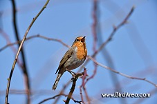 Červenka obecná, Erithacus rubecula