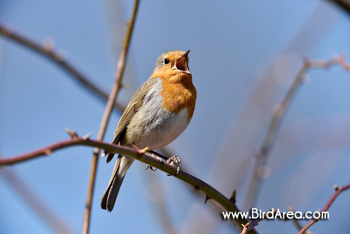 Červenka obecná, Erithacus rubecula