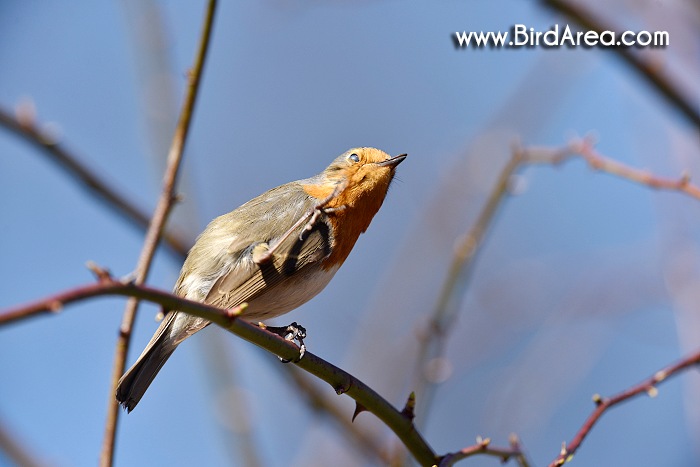 Červenka obecná, Erithacus rubecula