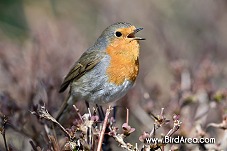 Červenka obecná, Erithacus rubecula