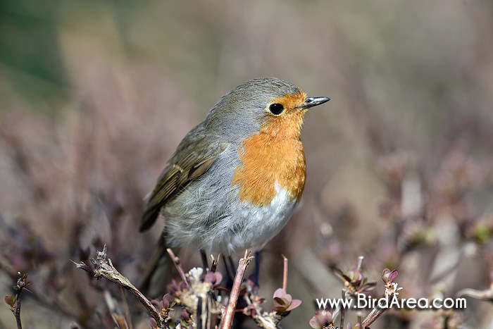 Červenka obecná, Erithacus rubecula