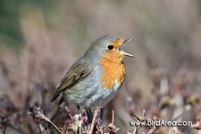 Červenka obecná, Erithacus rubecula