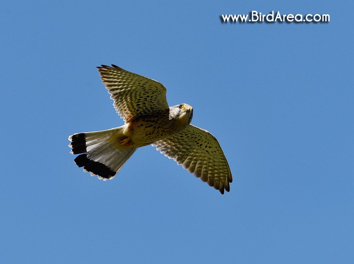 Eurasian Kestrel, Falco tinnunculus