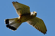 Poštolka obecná, Falco tinnunculus