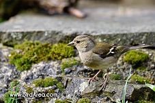 Common Chaffinch, Fringilla coelebs