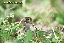 Common Chaffinch, Fringilla coelebs