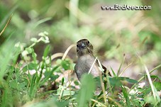Common Chaffinch, Fringilla coelebs