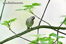 Common Chaffinch, Fringilla coelebs