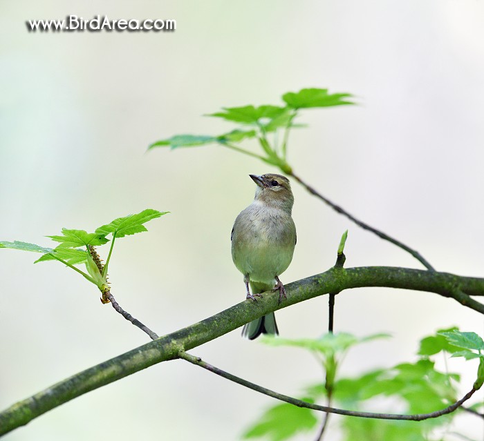 Common Chaffinch, Fringilla coelebs