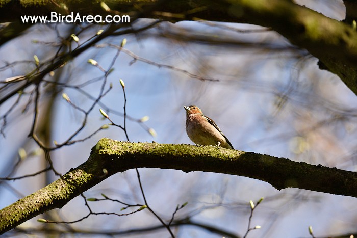 Common Chaffinch, Fringilla coelebs