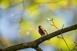 Pěnkava obecná, Common Chaffinch, Fringilla coelebs