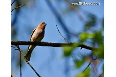 Common Chaffinch, Fringilla coelebs