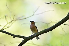 Common Chaffinch, Fringilla coelebs