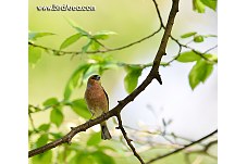 Common Chaffinch, Fringilla coelebs