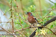 Common Chaffinch, Fringilla coelebs