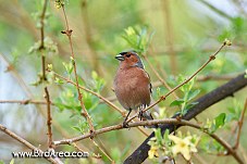 Common Chaffinch, Fringilla coelebs