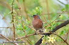 Common Chaffinch, Fringilla coelebs