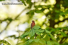 Common Chaffinch, Fringilla coelebs