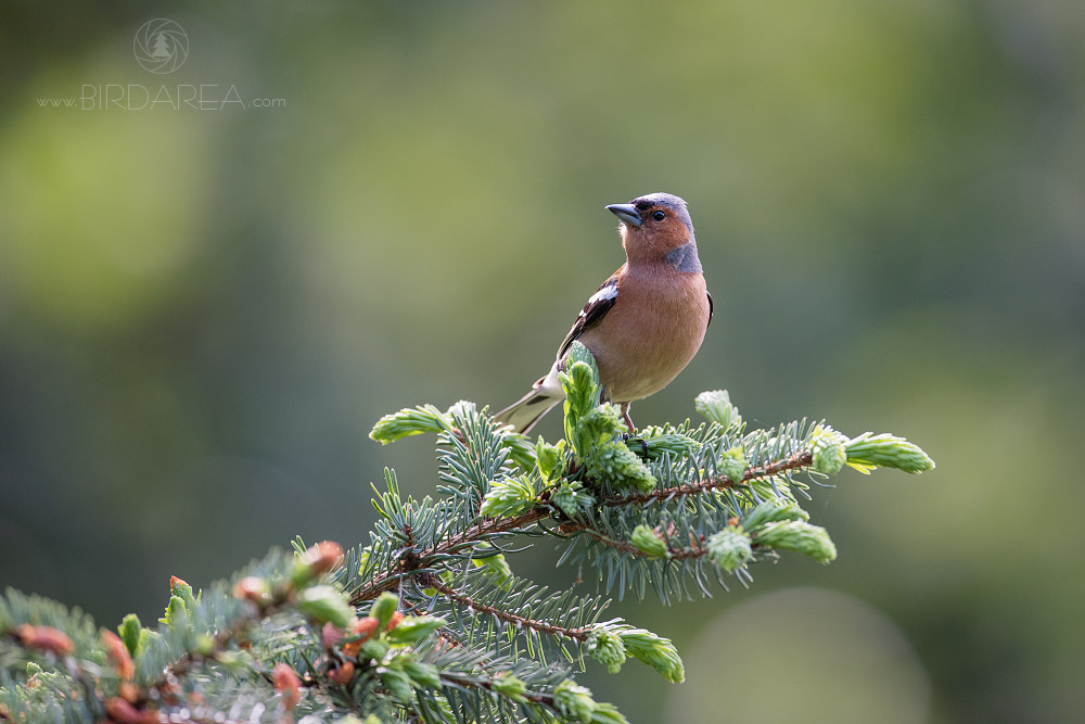 Pěnkava obecná, Common Chaffinch, Fringilla coelebs