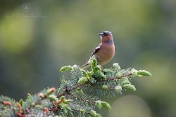 Pěnkava obecná, Fringilla coelebs, Common Chaffinch