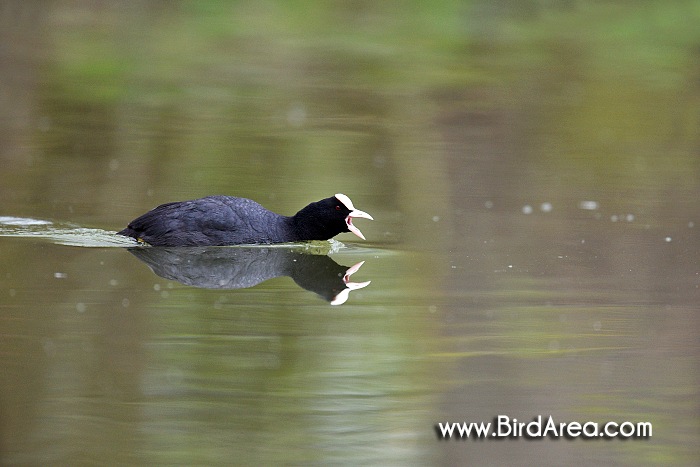 Lyska černá, Fulica atra