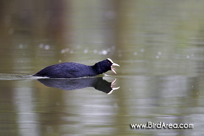 Lyska černá, Fulica atra