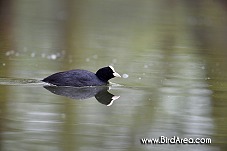 Lyska černá, Fulica atra