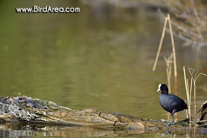 Lyska černá, Fulica atra