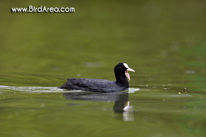 Common Coot, Fulica atra