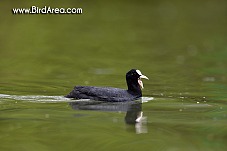 Lyska černá, Fulica atra