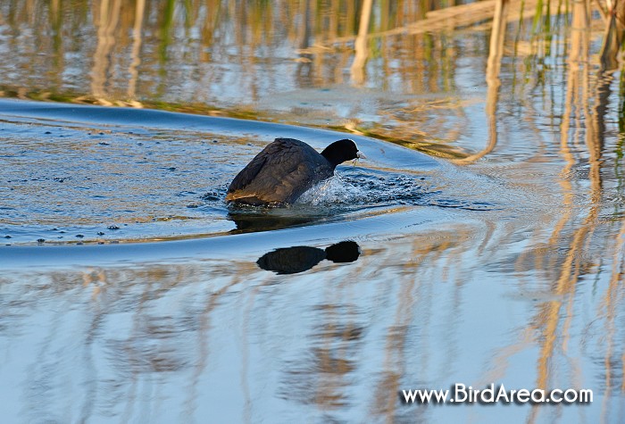 Common Coot, Fulica atra