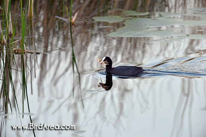 Common Coot, Fulica atra