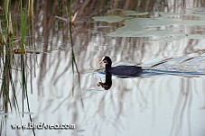 Lyska černá, Fulica atra