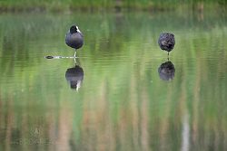 Lyska černá, Fulica atra, Common Coot