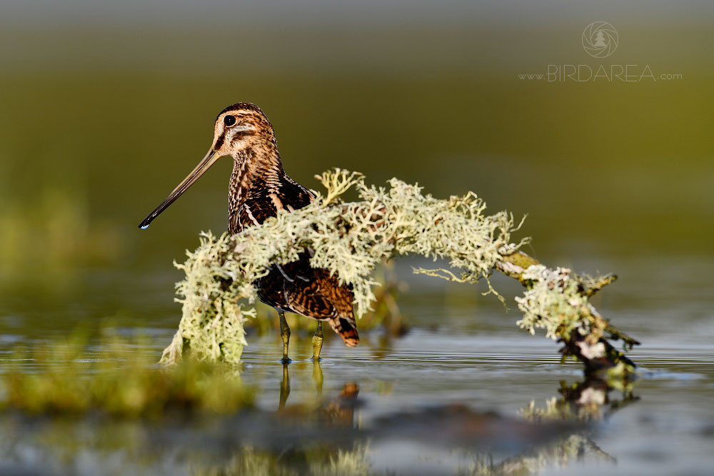 Bekasina otavní, Common Snipe, Gallinago gallinago