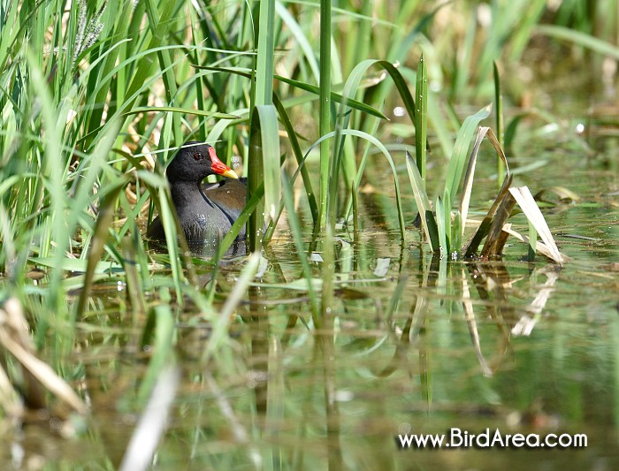 Common Moorhen, Gallinula chloropus