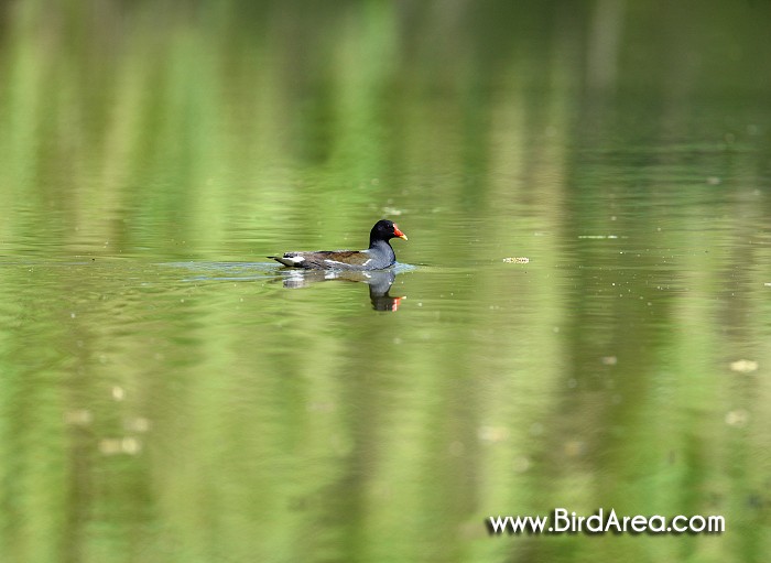 Slípka zelenonohá, Gallinula chloropus