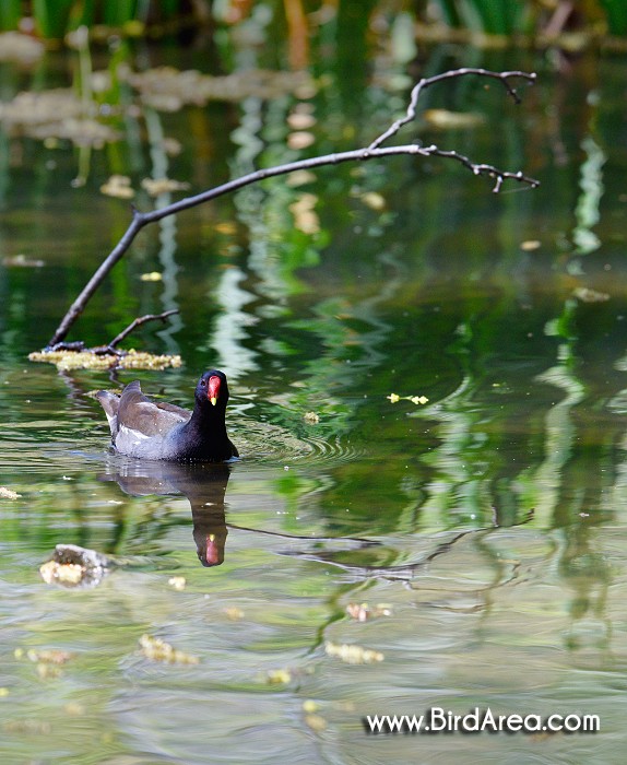 Slípka zelenonohá, Gallinula chloropus